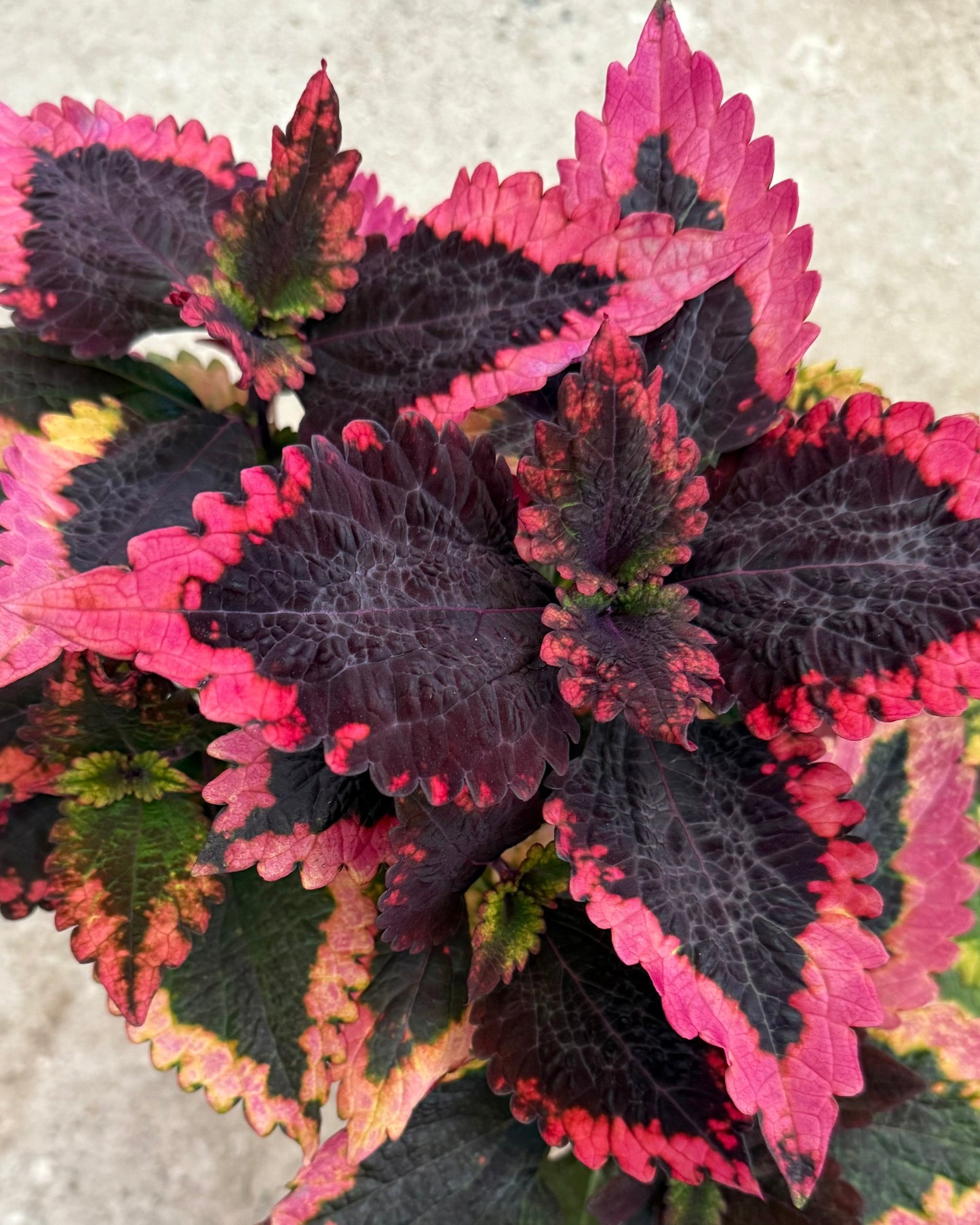 Frösådd av Sara N. – palettblad med vacker färg och karaktär