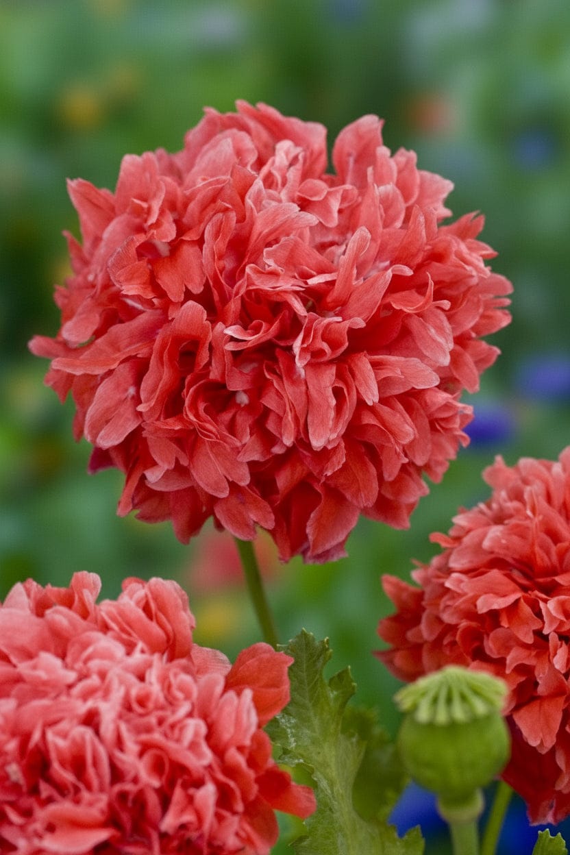 Frosted Salmon Peony – laxrosa pionvallmo & dekorativa frökapslar Blomfröer Palettparadiset