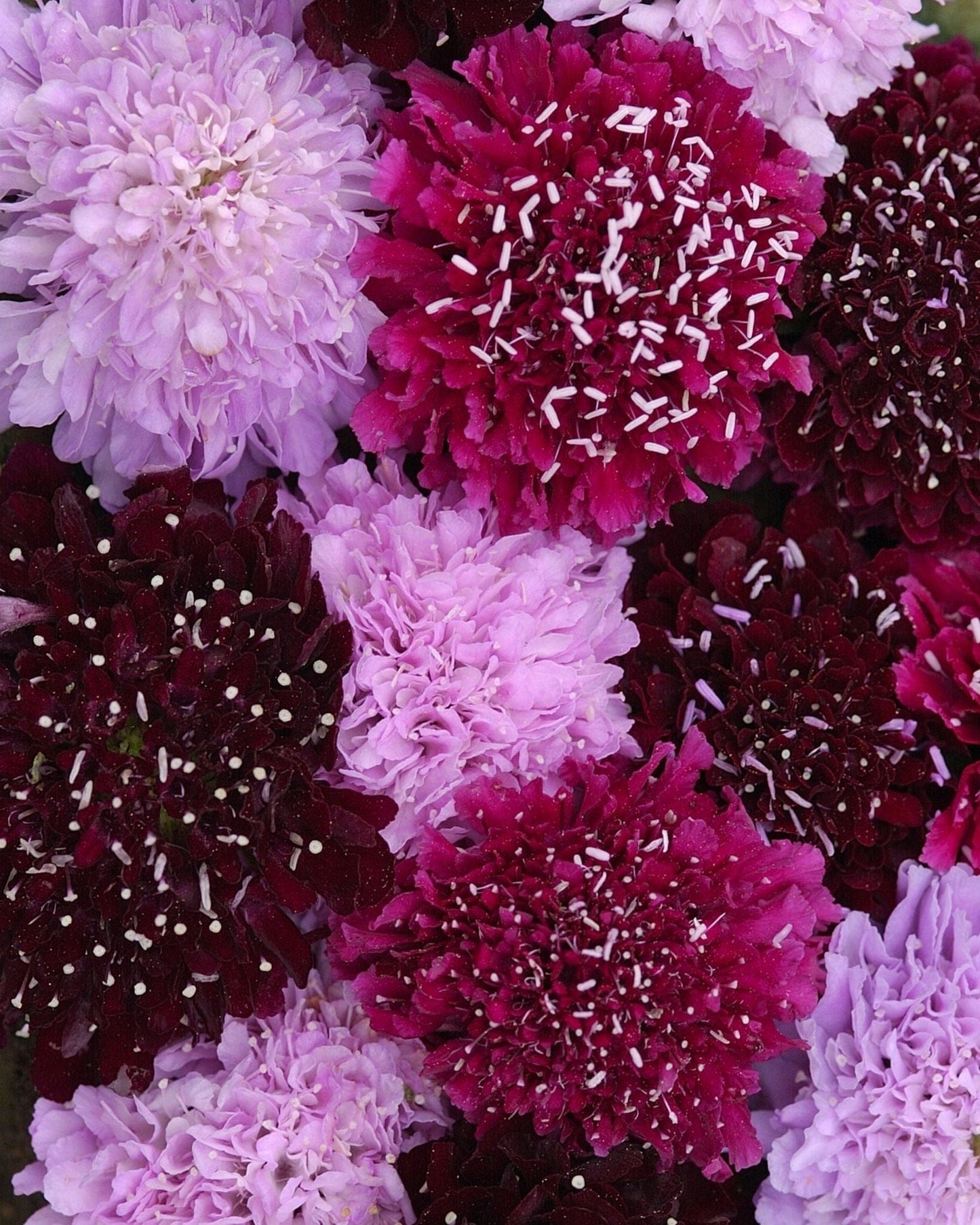 Fruits Summer - Praktvädd Palettparadiset