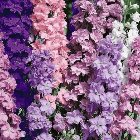 Giant Imperial Mix – Riddarsporre med kunglig höjd och prakt Palettparadiset