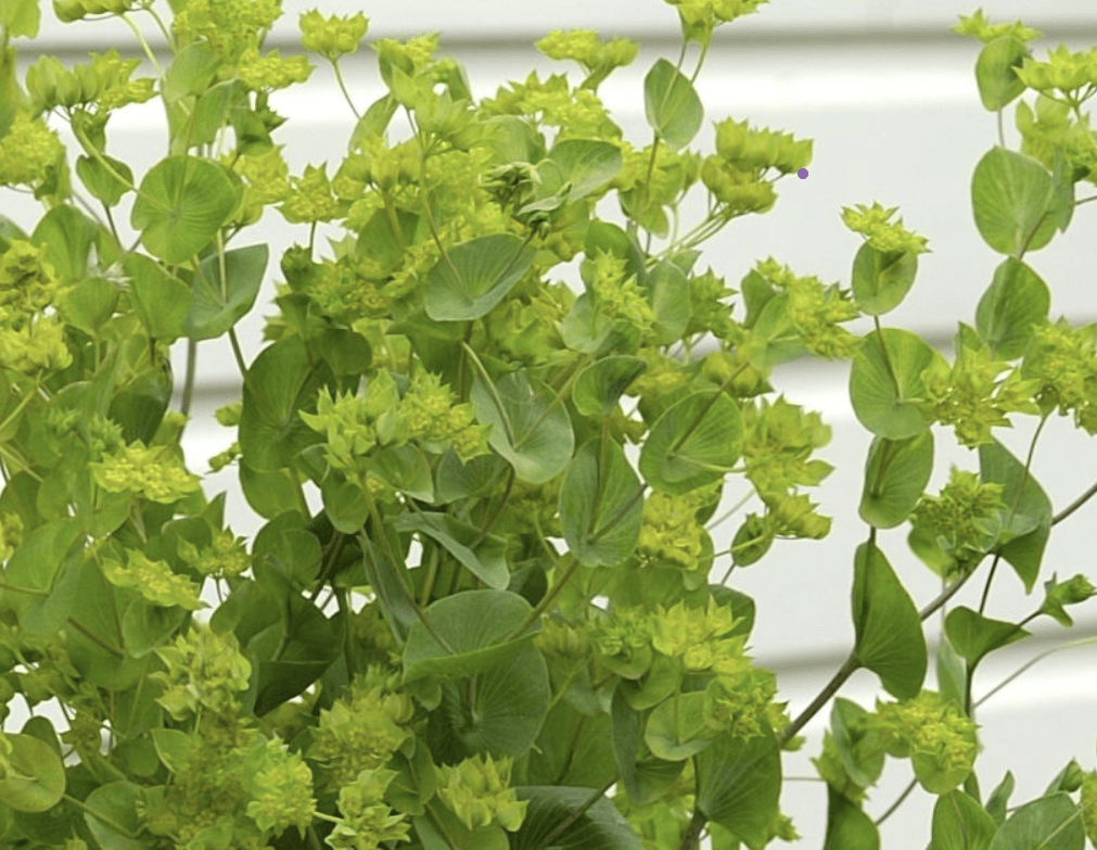 Harört ‘Green Gold’ – frisk grön struktur för buketter hela sommaren Blomfröer Palettparadiset