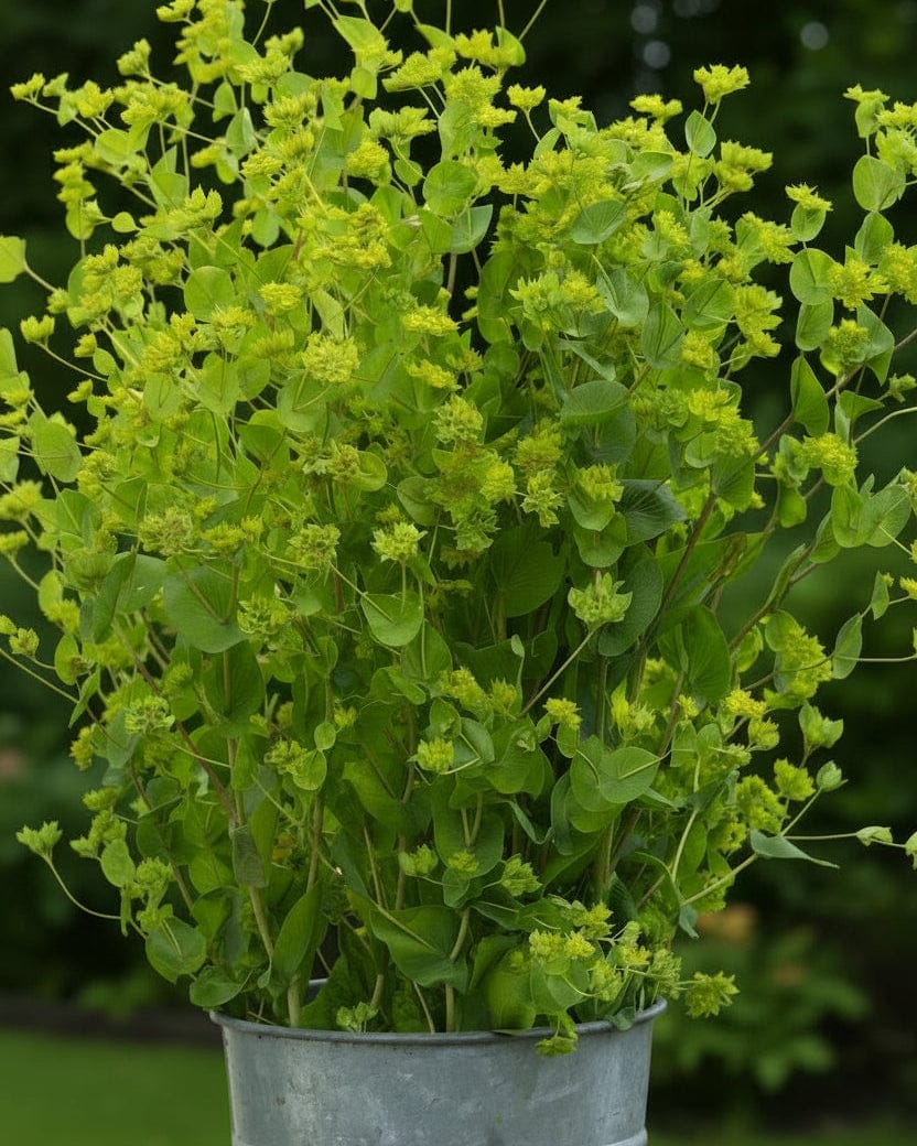 Harört ‘Green Gold’ – frisk grön struktur för buketter hela sommaren Blomfröer Palettparadiset