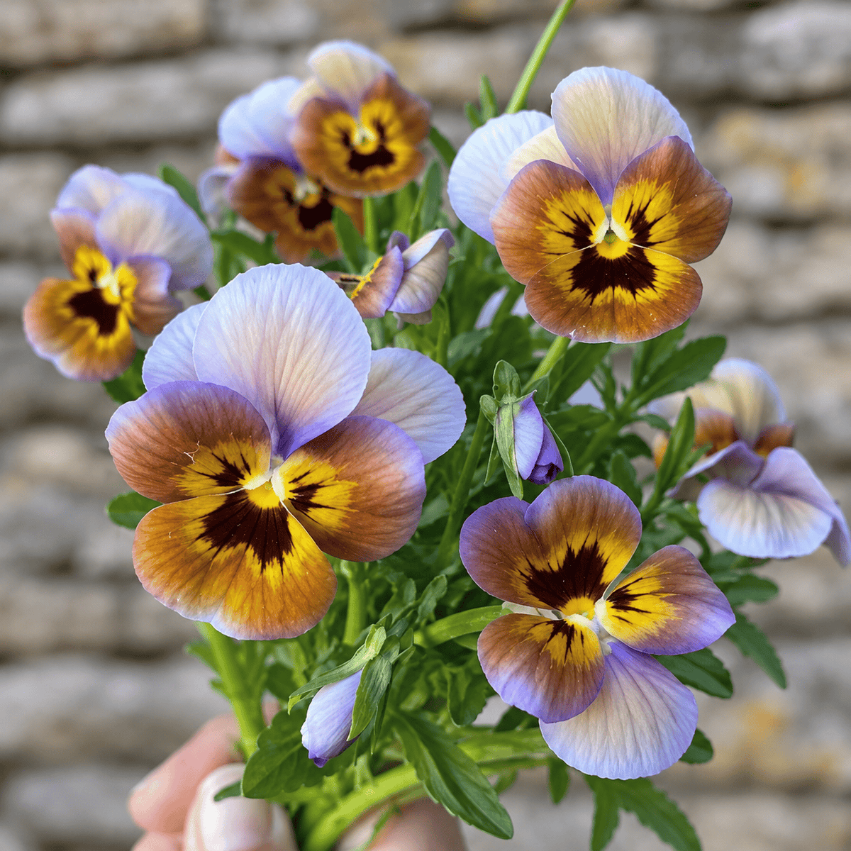 Hornviol ‘Caramel Bronze Lilac’ F1 – blommor i ljuslila, karamell och brons med mörkt ansikte