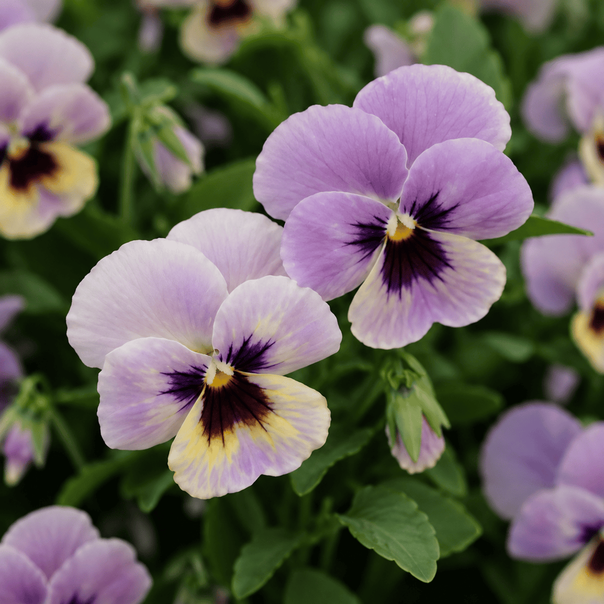 Hornviol ‘Caramel Pastel Lilac’ F1 i mjukt lila