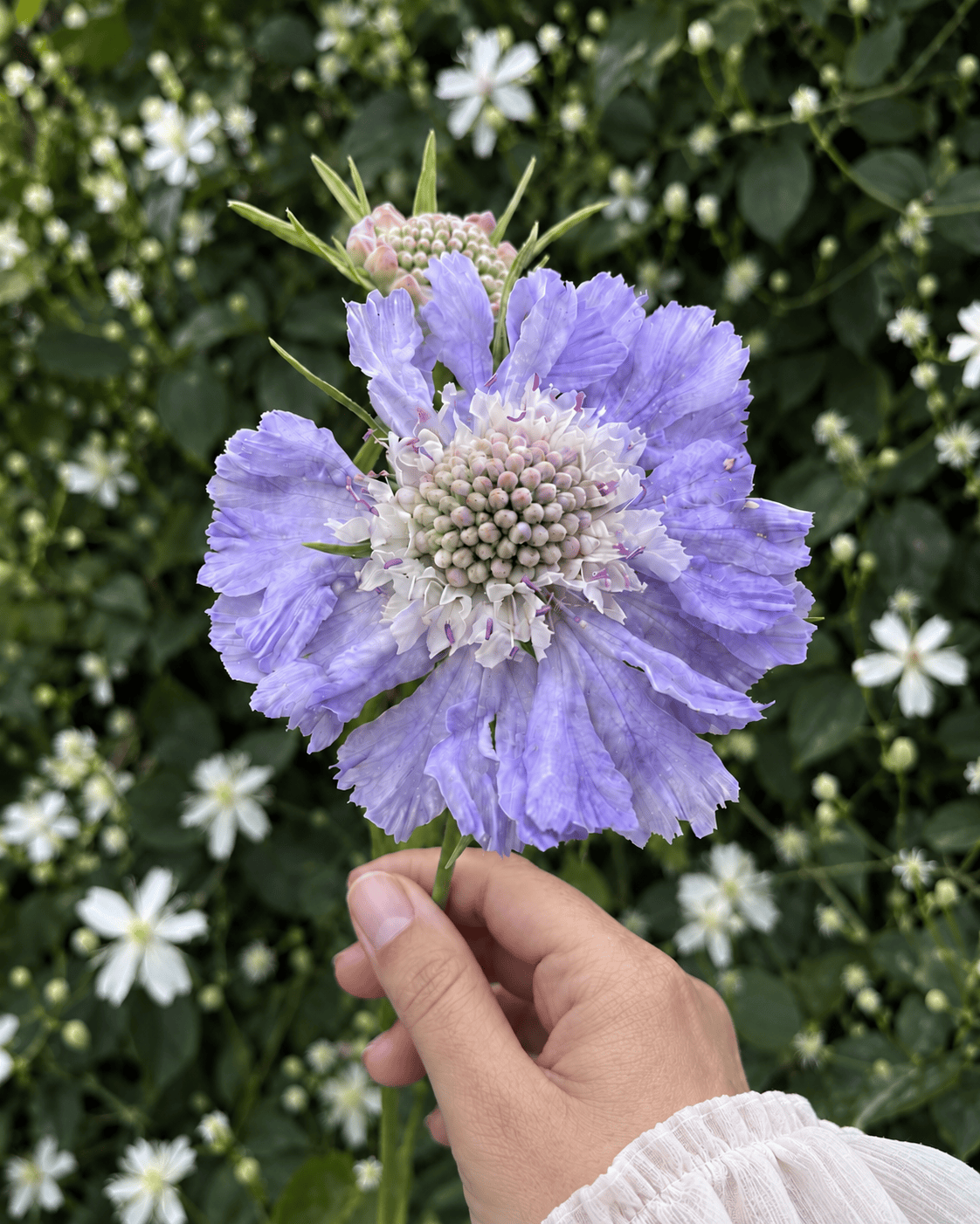 Höstvädd blå blomma perenn