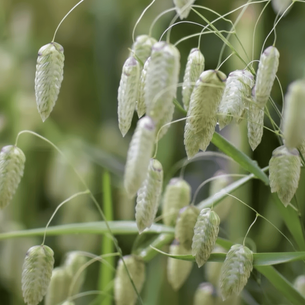 Italienskt darrgräs – Prydnadsgräs med graciös rörelse Palettparadiset