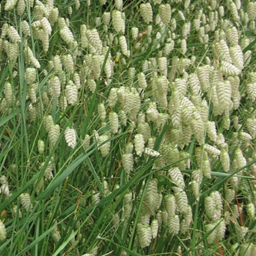 Italienskt darrgräs – Prydnadsgräs med graciös rörelse Palettparadiset