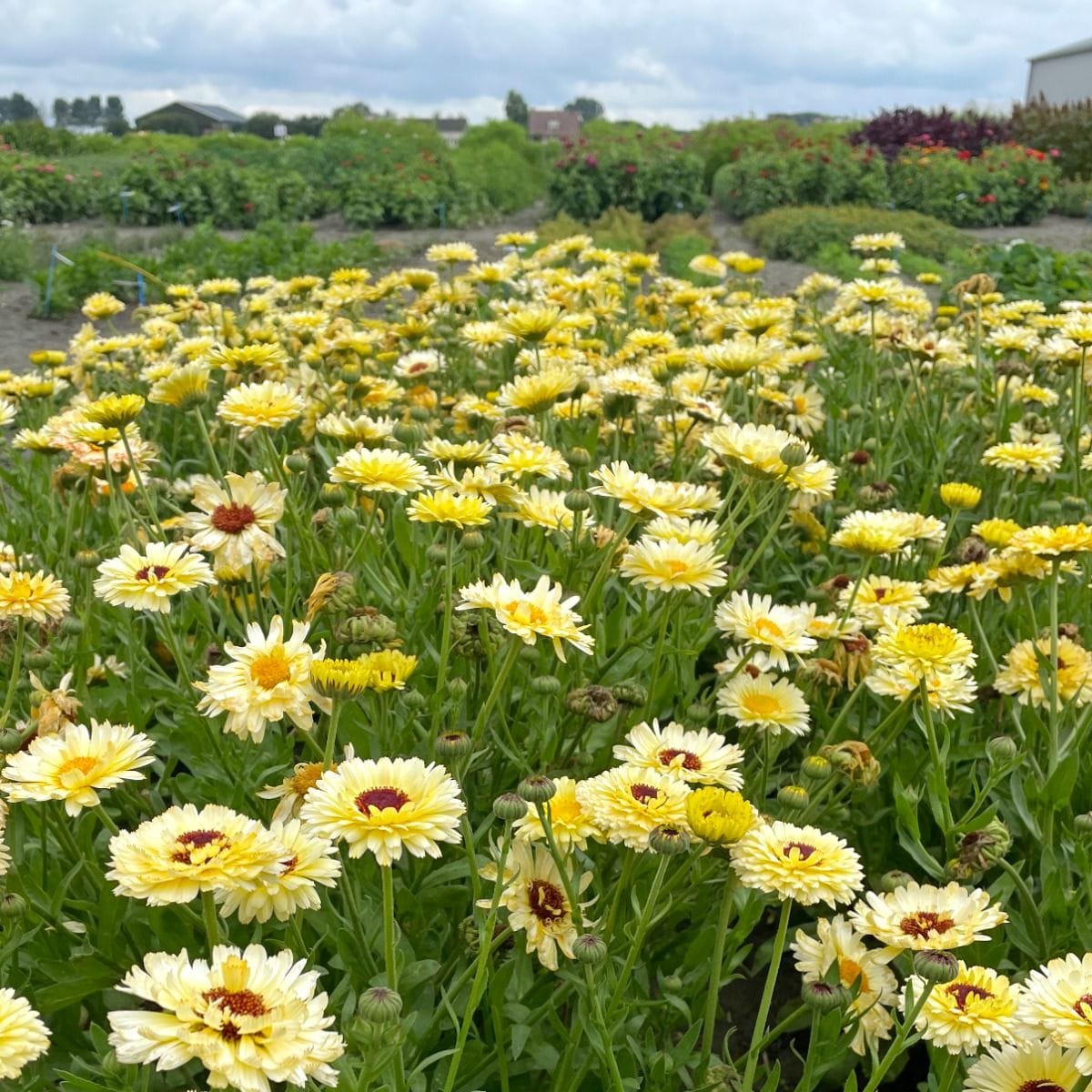 Ivory Princess – Ringblomma i elegant crèmevit nyans Palettparadiset
