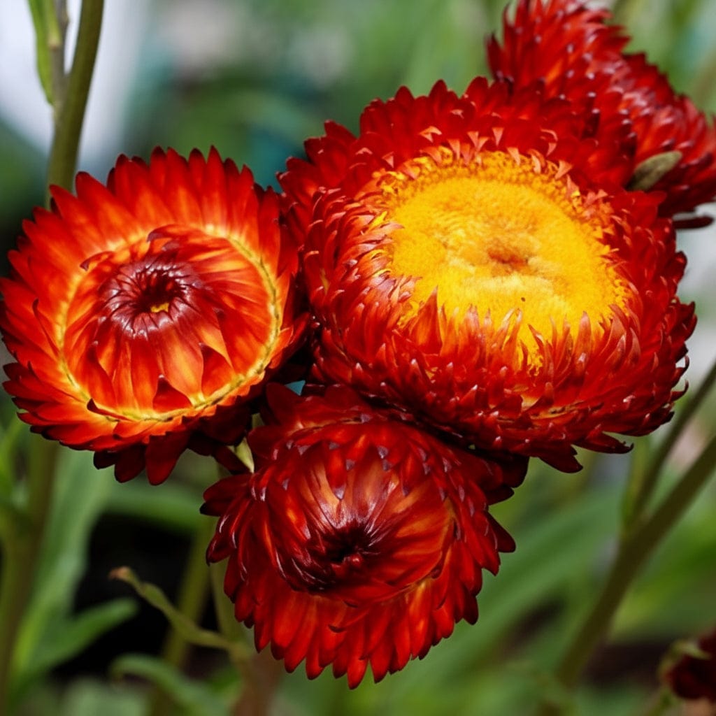 Jätteeternell Fireball med eldröda papperslika blommor på kraftig stjälk