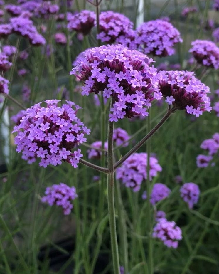 Jätteverbena – höga lila blomskylar med luftig elegans