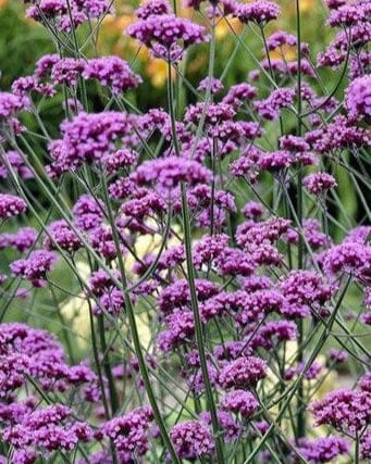 Jätteverbena – höga lila blomskylar med luftig elegans