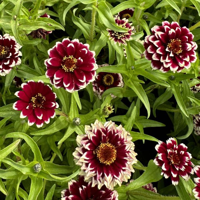 Jazzy Red - Zinnia