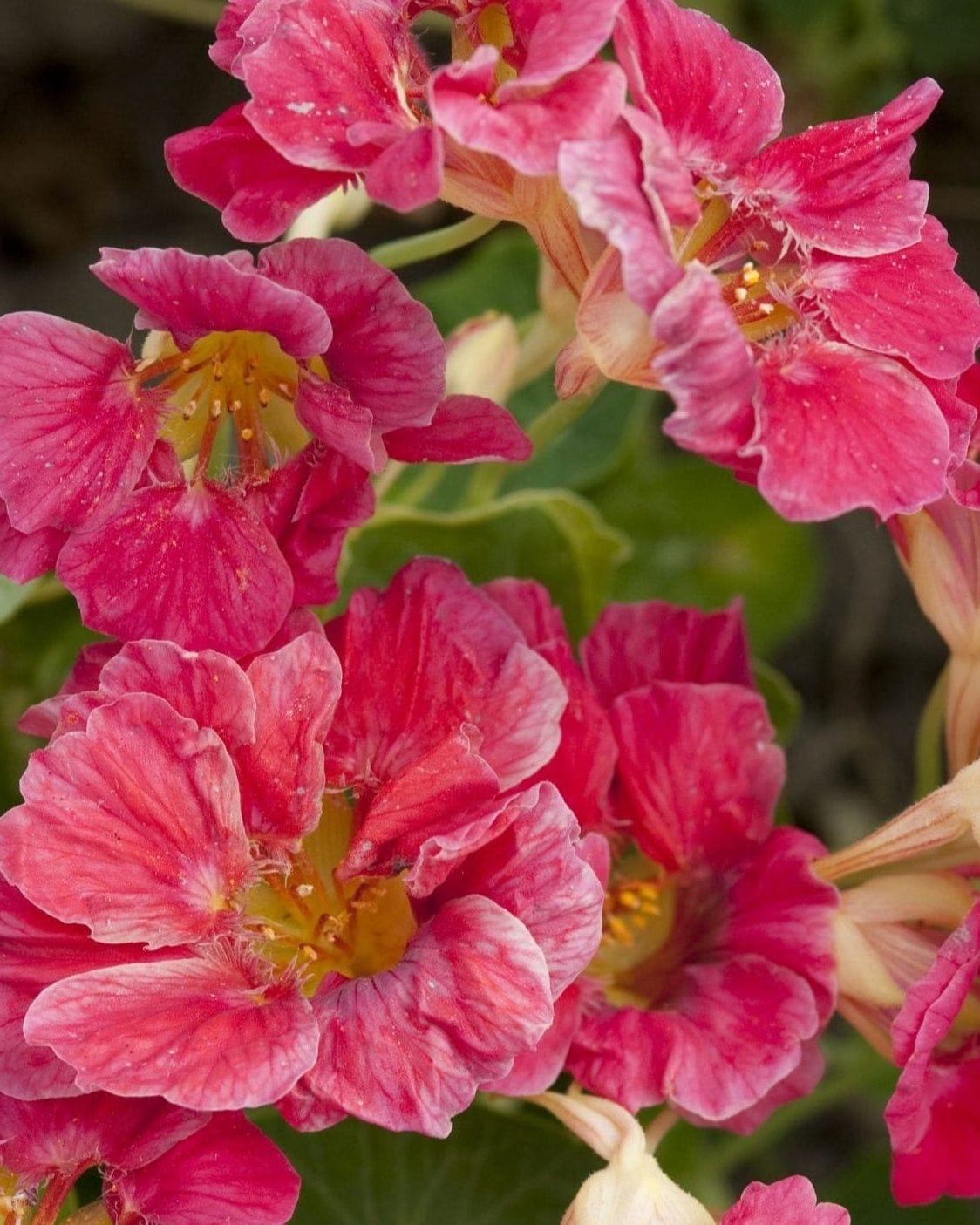 Jewel Cherry Rose – Lysande dvärgkrasse i körsbärsrött Palettparadiset
