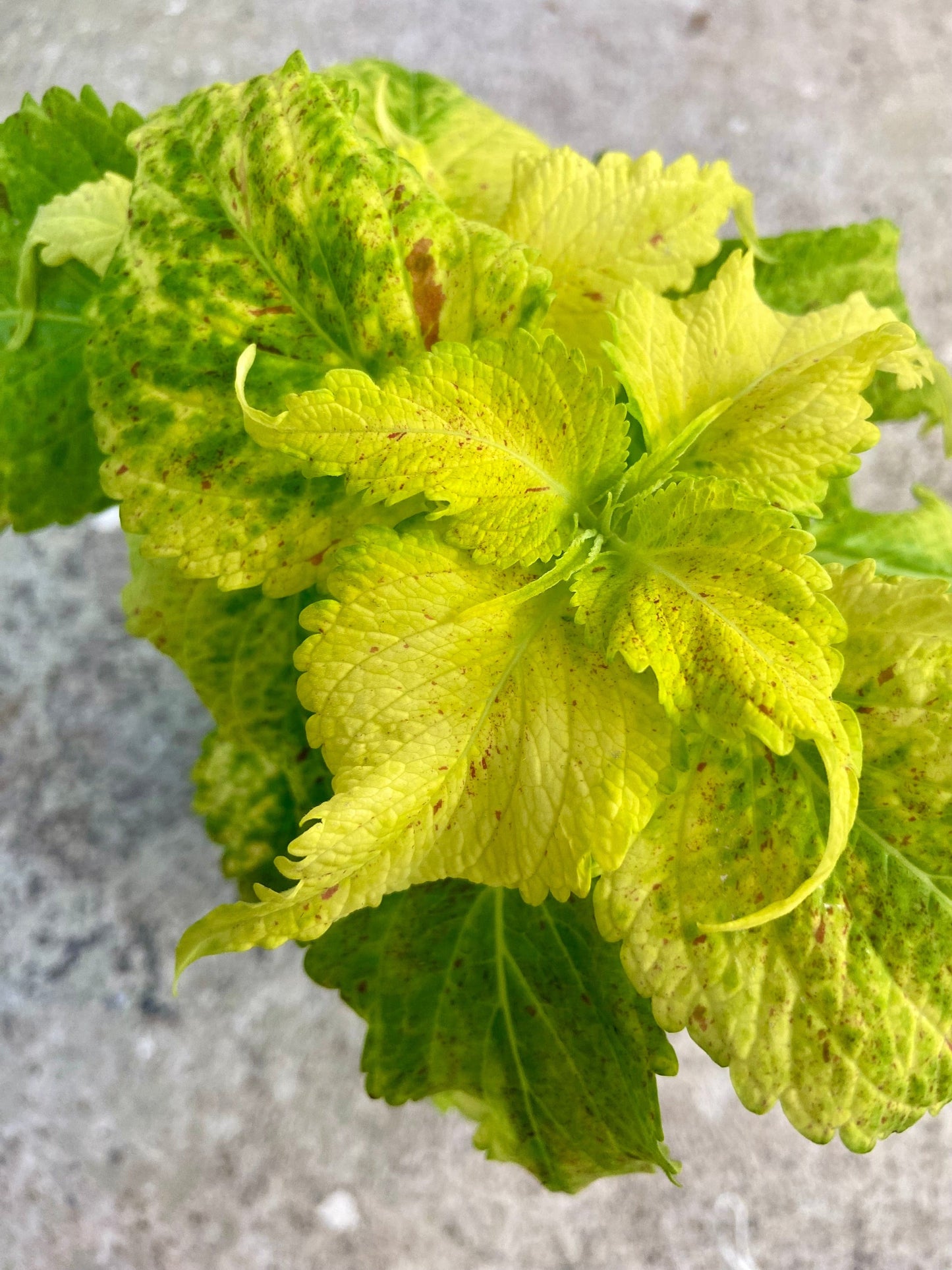 Junebug - Stickling Palettparadiset