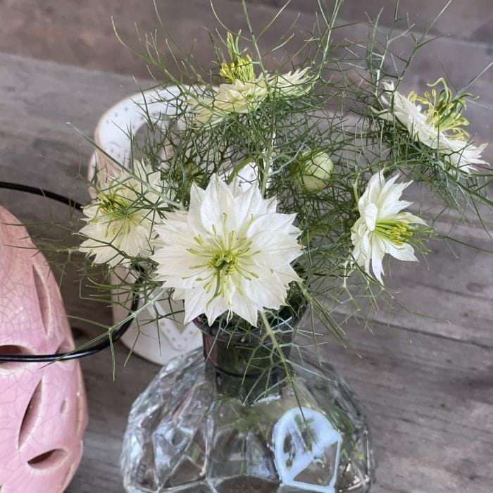 Jungfrun i det gröna ‘Albino Green Pod’ – Ljus, elegant och unik Palettparadiset