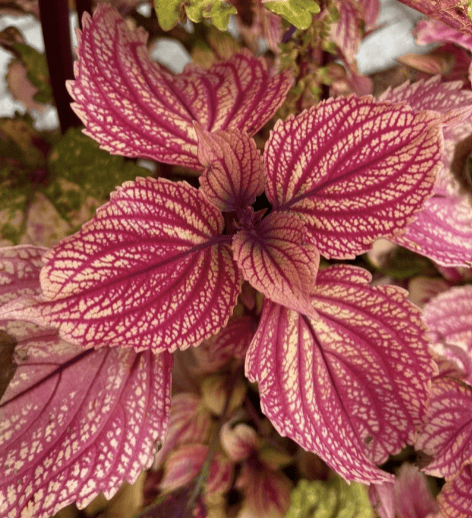 Kameleont - frön Palettparadiset