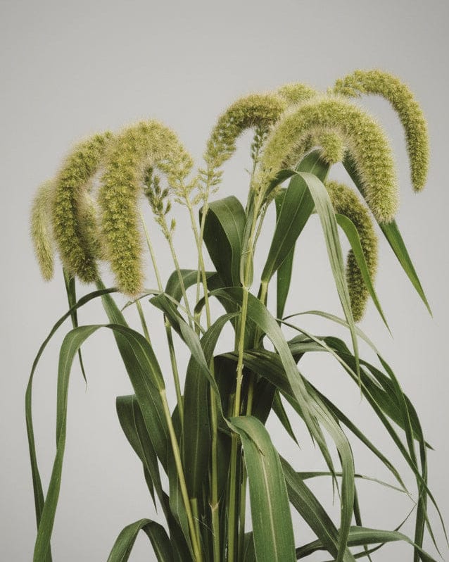 Kolvhirs – mjuka vippor för buketter & torkning Blomfröer Palettparadiset