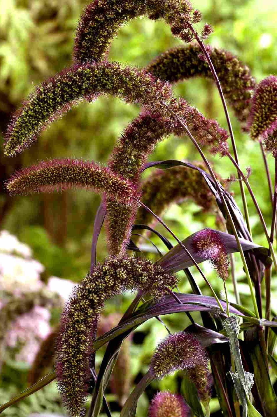 Kolvhirs ‘Red Jewel’ – mörka rubinröda ax som ger höjd och struktur Blomfröer Palettparadiset