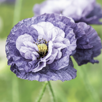 Kornvallmo ‘Amazing Grey’ – dimgrå romantisk blomning