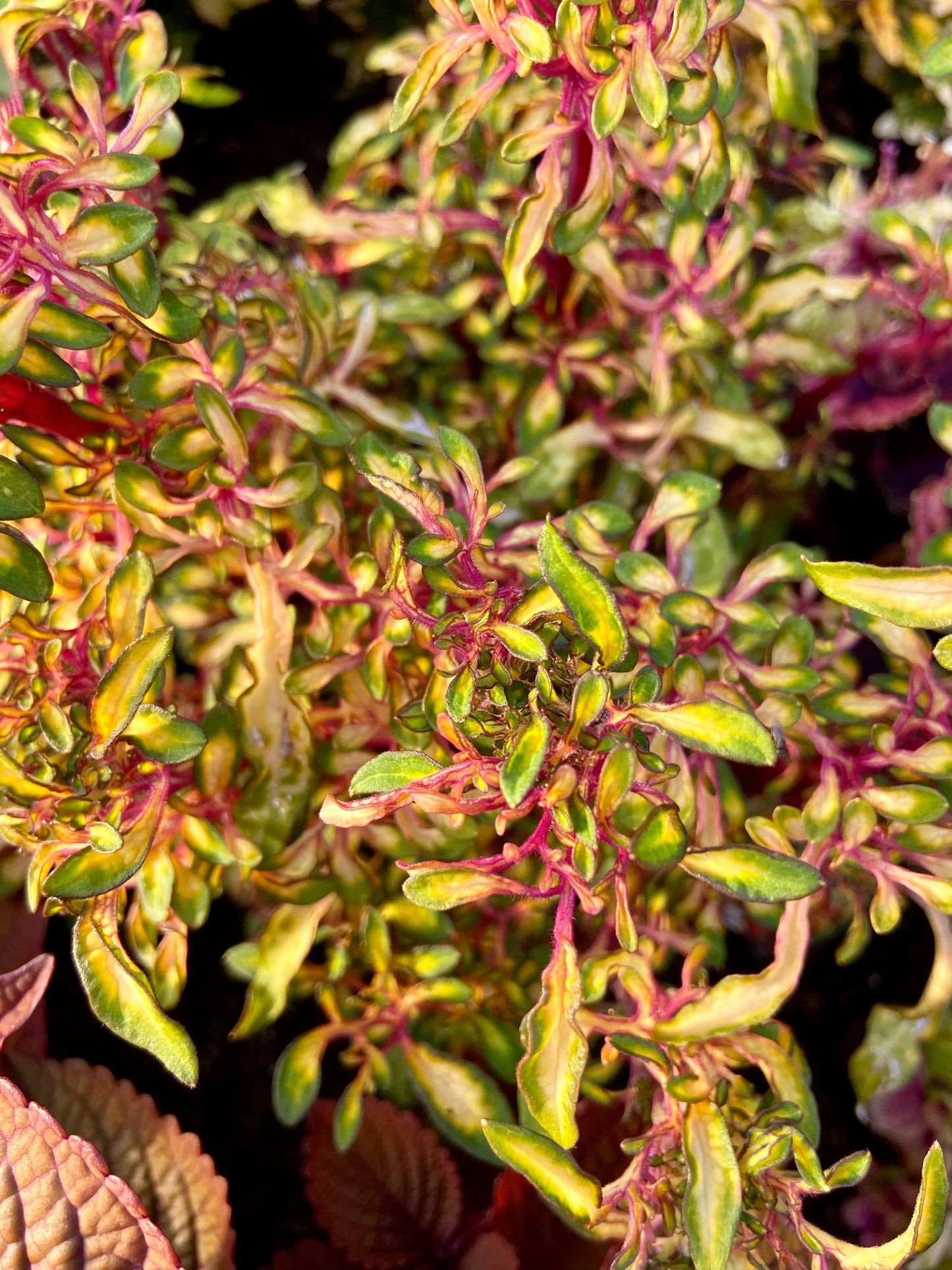 Lace - Stickling Palettparadiset