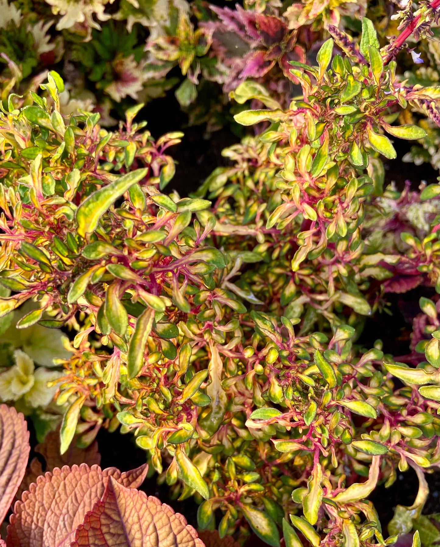 Lace - Stickling Palettparadiset