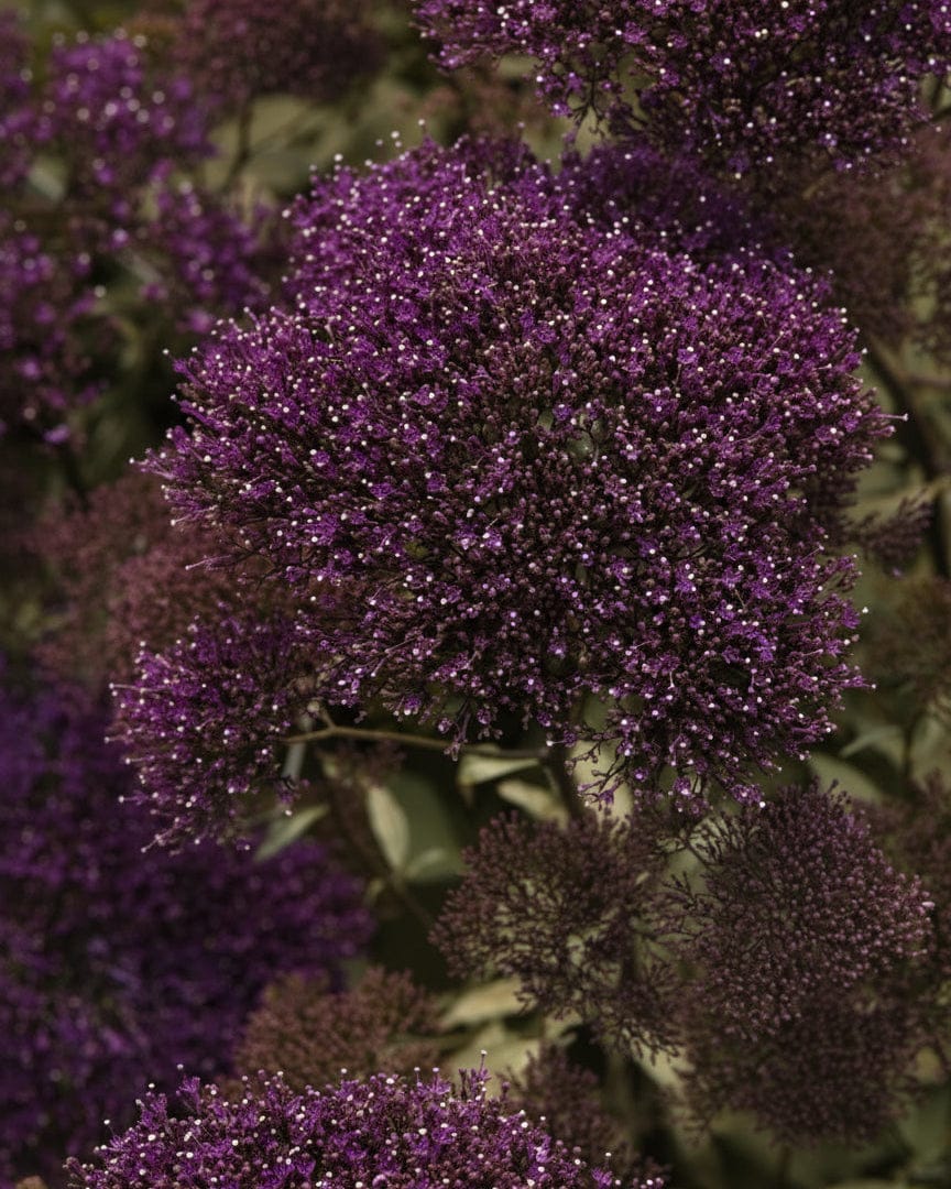 Lake Forest – djupt violett blomma för struktur i bukett Blomfröer Palettparadiset