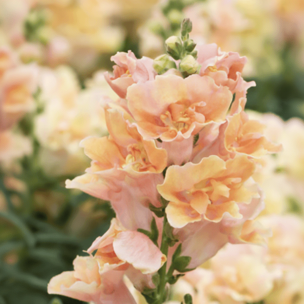 Lejongap Doubleshot Peach F1 – i varm persikoton