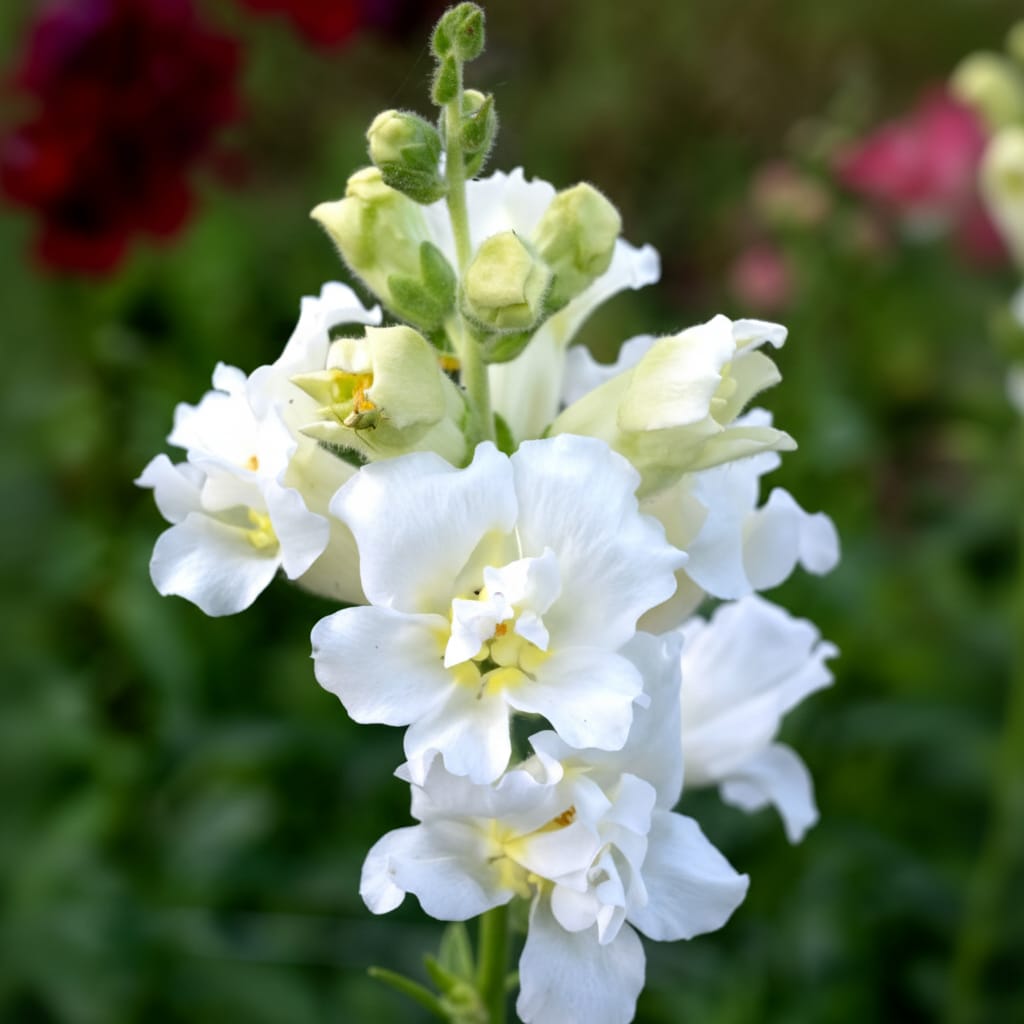 Lejongap ‘Madame Butterfly Ivory’ F1 - dubbla blommor