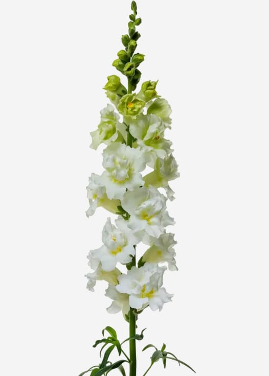 Lejongap ‘Madame Butterfly Ivory’ F1 - dubbla blommor