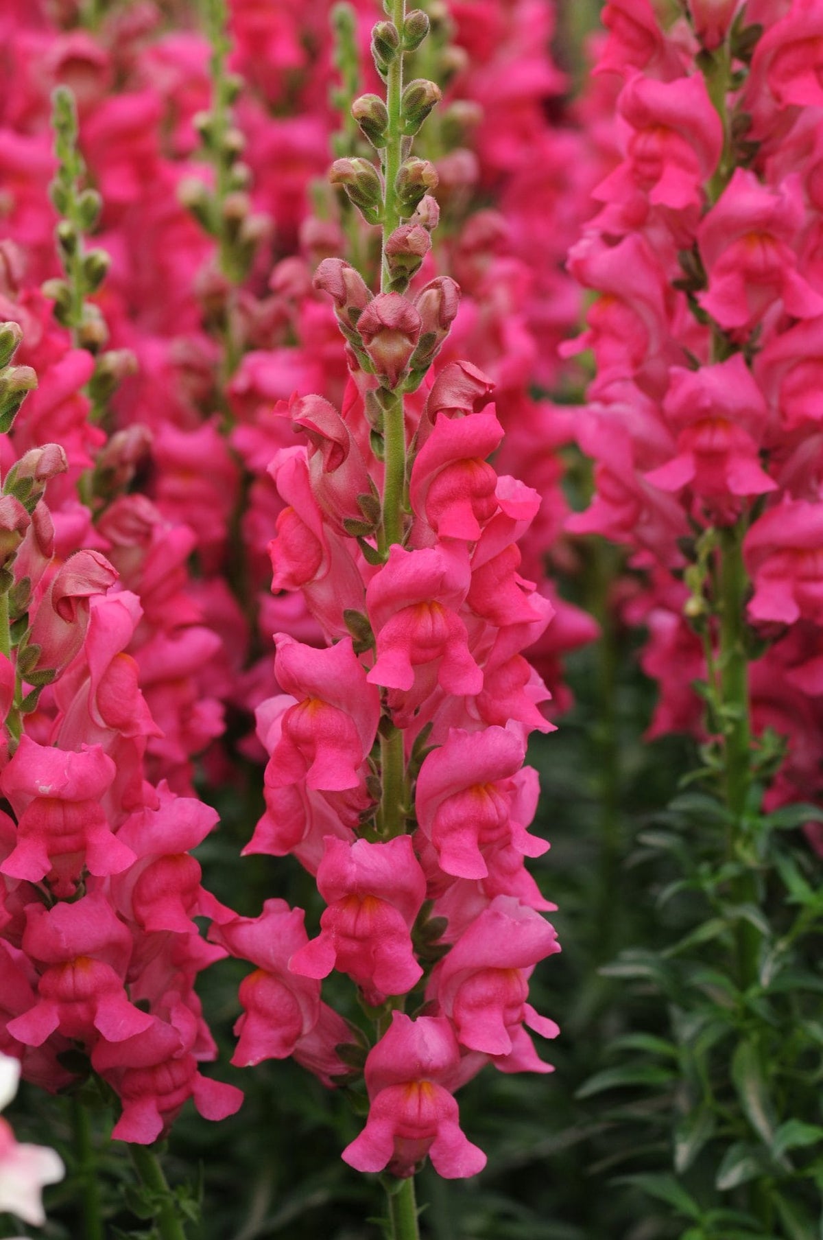 Körsbärsrosa lejongapsblommor tätt satta längs lång rak spira