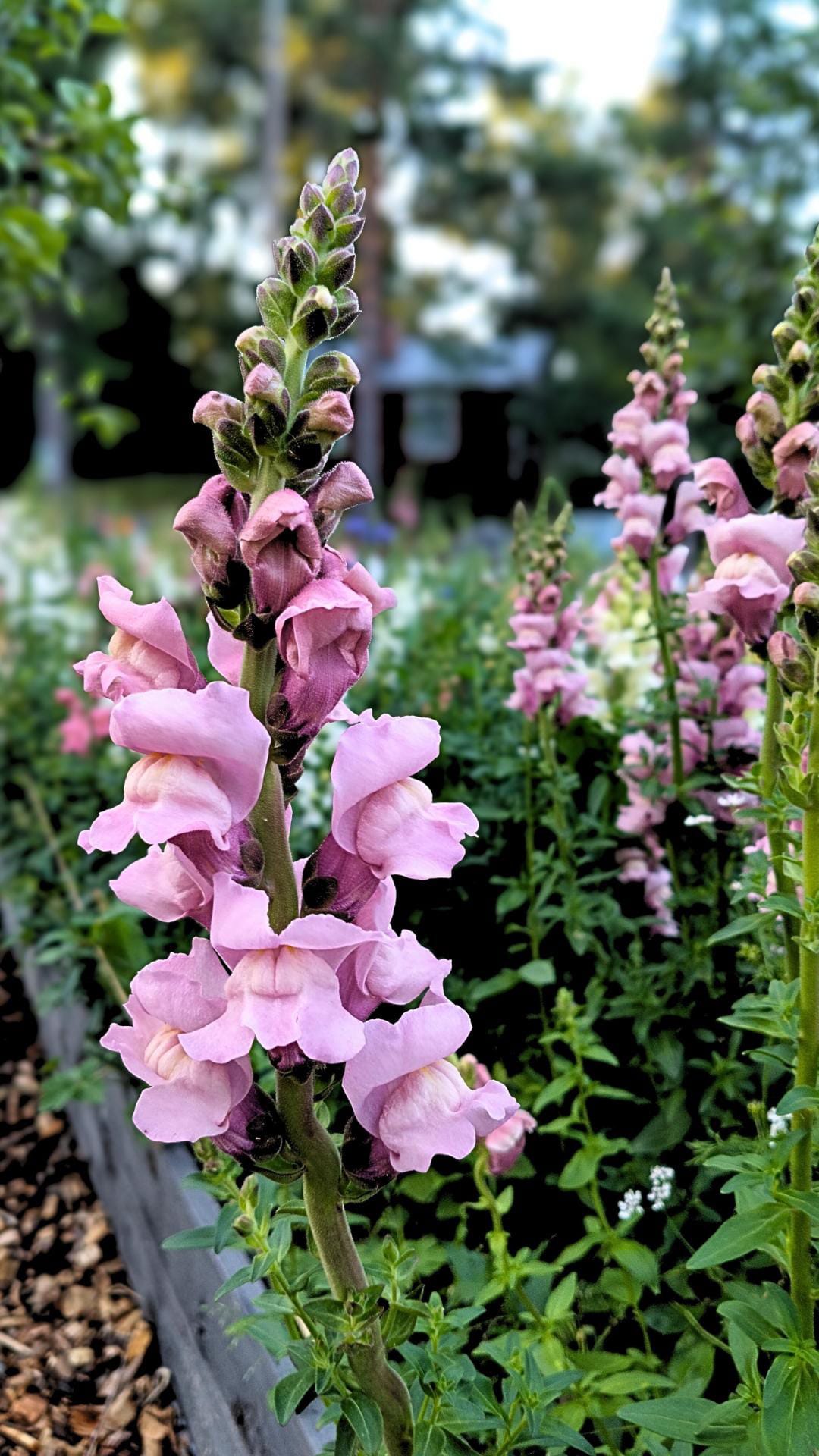 Mjukt lavendellila lejongapsblommor tätt satta längs lång spira