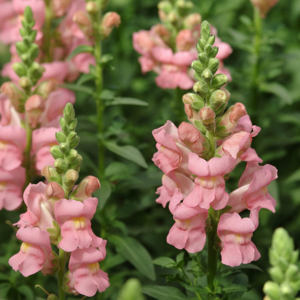 Lejongap ‘Potomac Pink’ F1 - rosa spiror