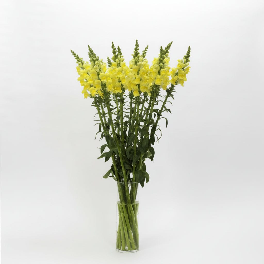 Lejongap ‘Potomac Yellow’ – stabil snittsort i mjuk gul ton Palettparadiset