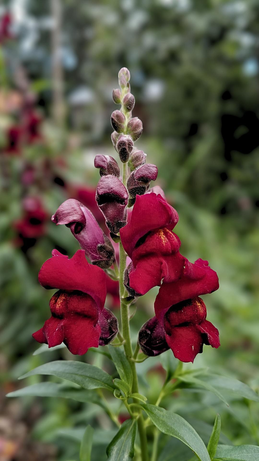 Rubinröda lejongapsblommor med djup mättad ton längs spiran