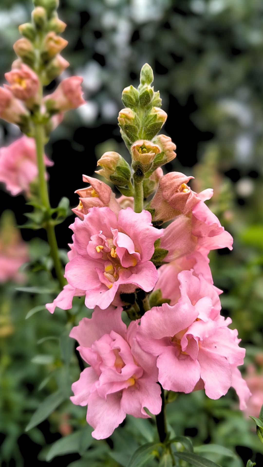 Ljusrosa öppna lejongapsblommor längs upprätt spira