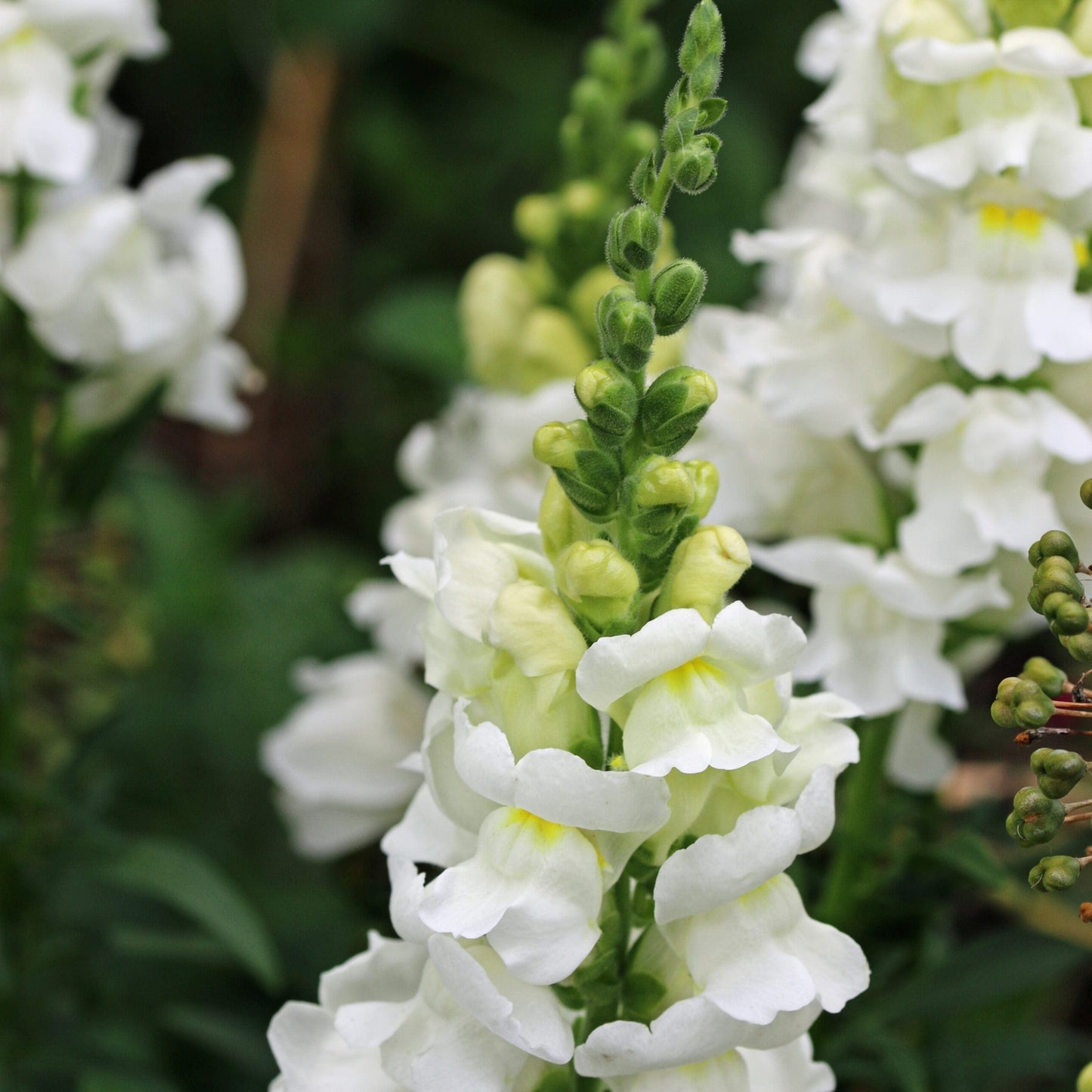 Lejongap ‘Snowflake’ – Vita, klassisk spiror