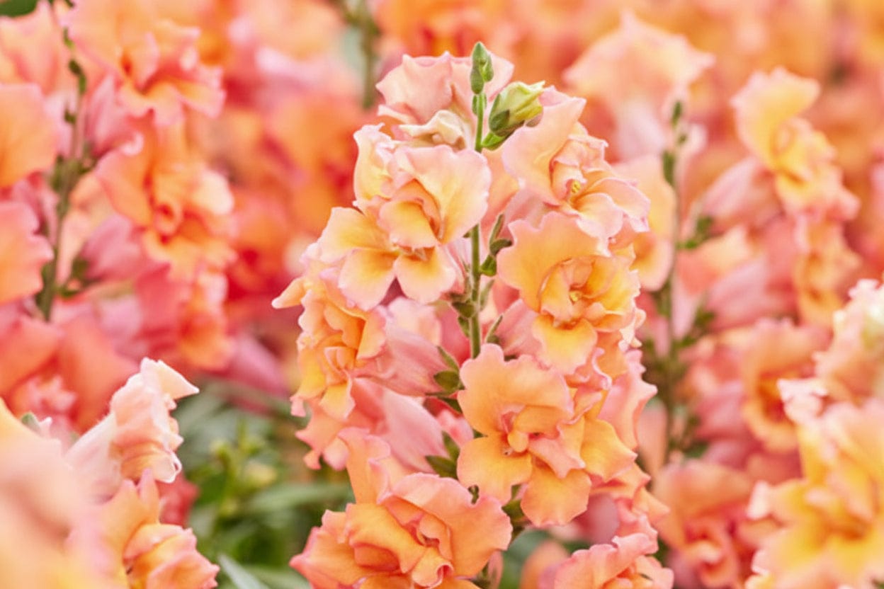 Lejongap ‘Twinny Bronze Shade’ – bronsfärgade dubbelfyllda spiror Palettparadiset