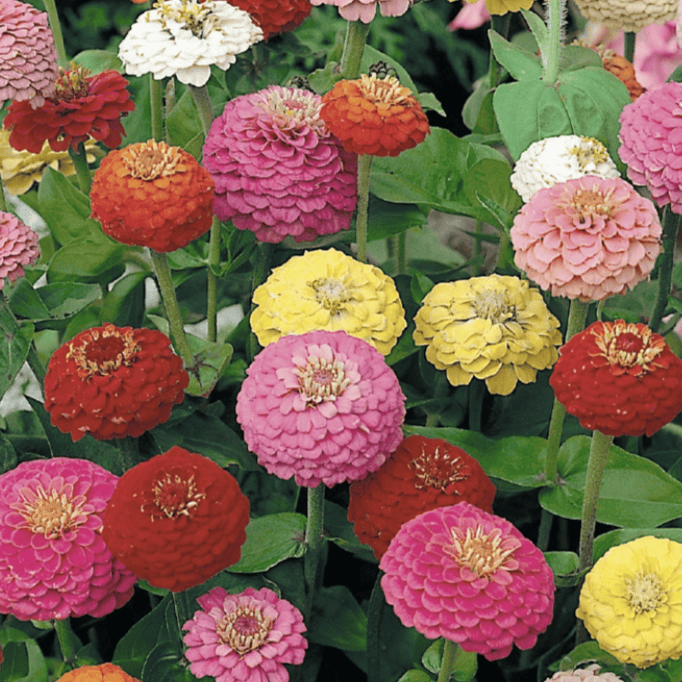 Lilliput Mix – Zinniafrön som blommar i blandade färger Palettparadiset