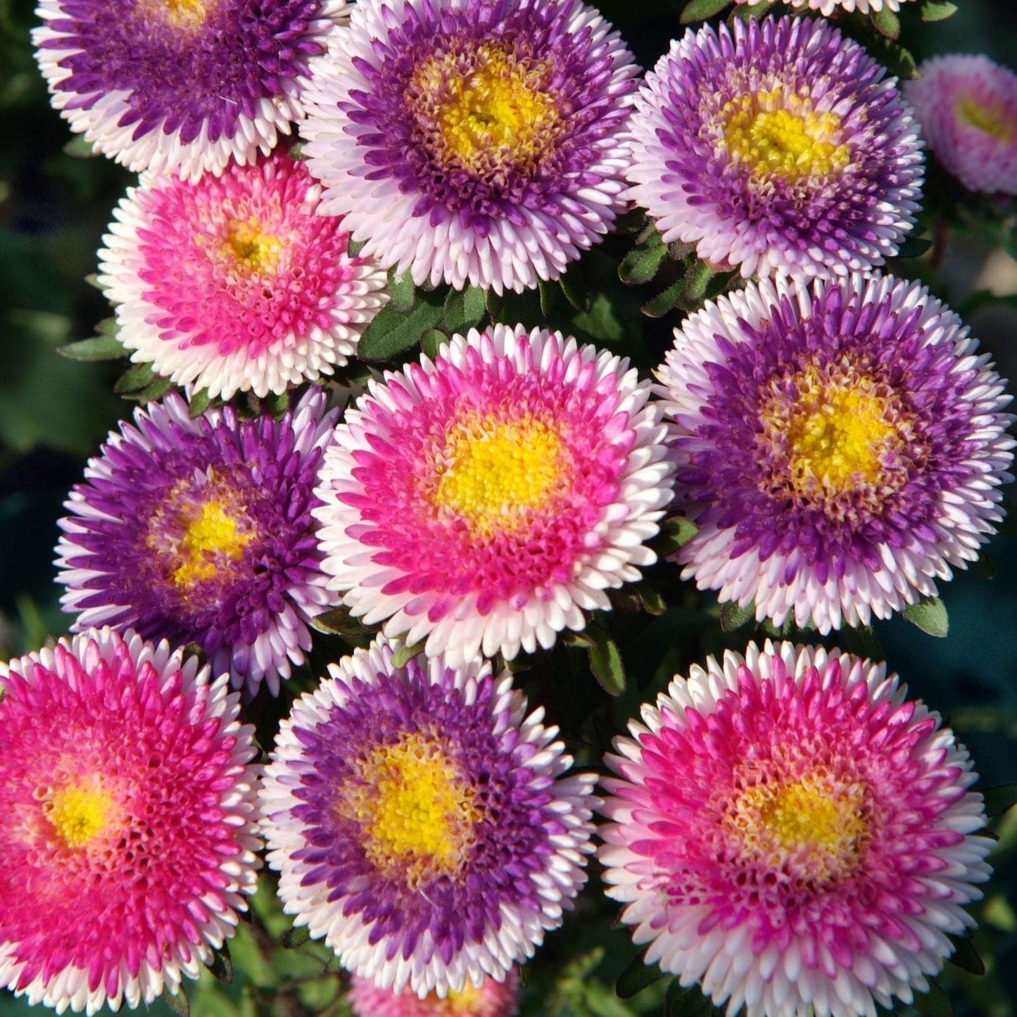 Lilliput Mixture - Sommaraster Palettparadiset