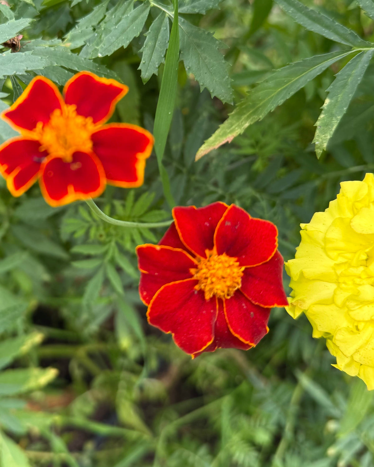 Linnétagetes i bukett, små bronsröda blommor med guldkant på långa stjälkar