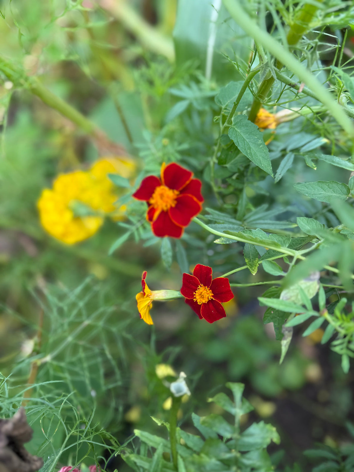 Burning Embers i rabatt, luftiga plantor med glödande blommor