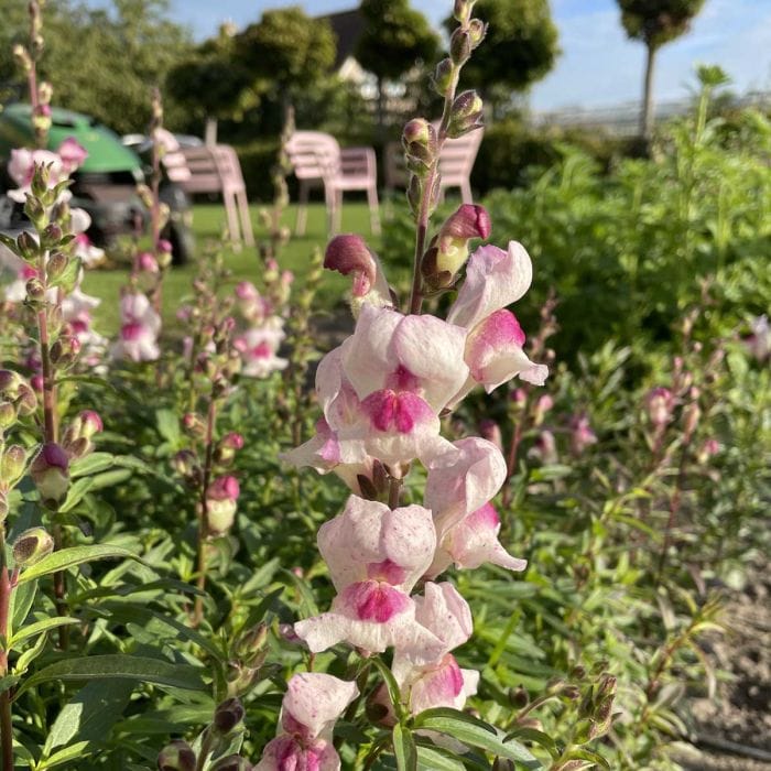 Lucky Lips - Lejongap Palettparadiset