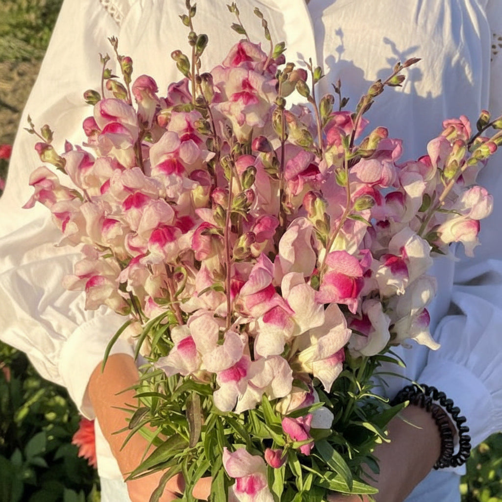 Lucky Lips - Lejongap Palettparadiset