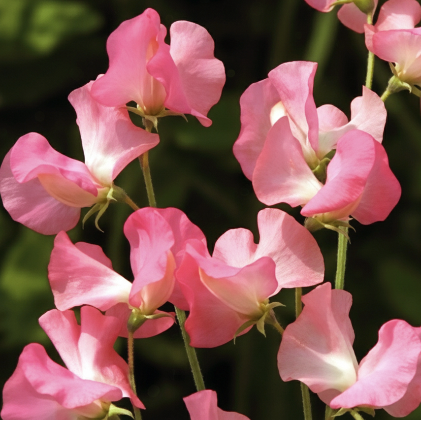 Luktärt ‘Elegance Watermelon’ - Vattenmelonrosa blommor
