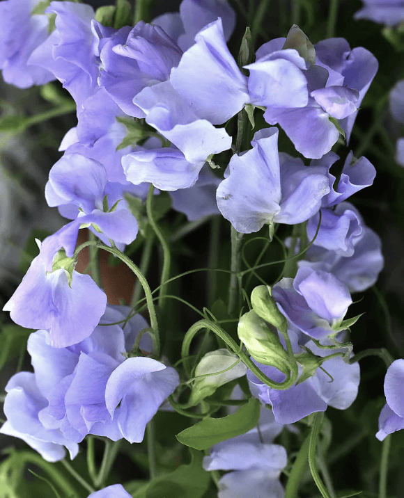 Ljusblå luktärtsblommor i sval pastellton med vågiga kronblad