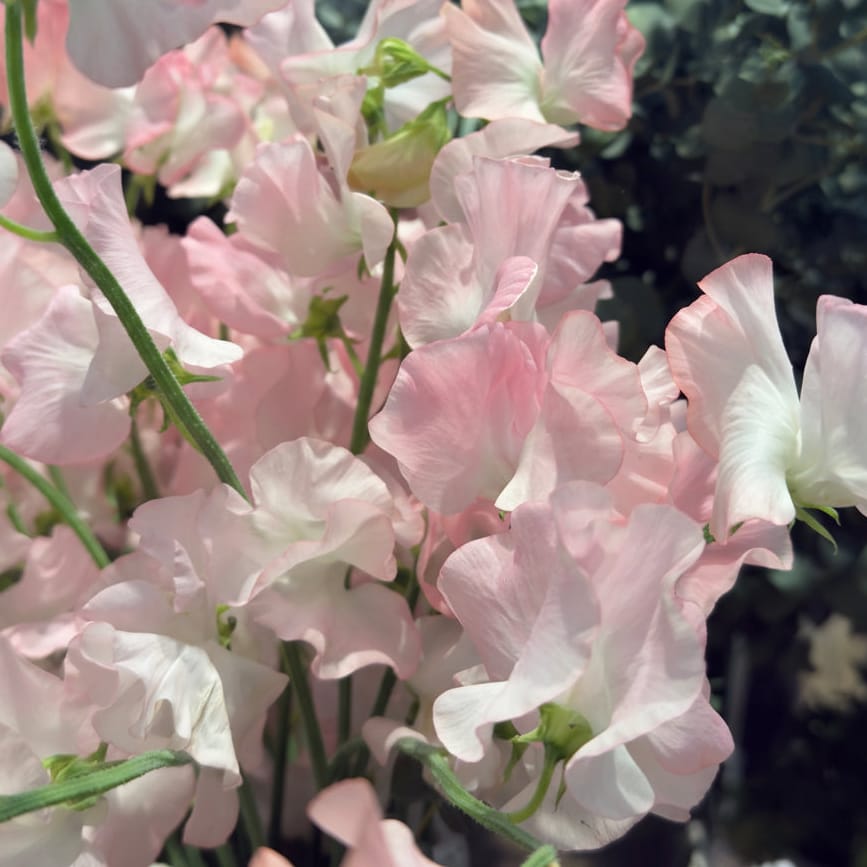 Luktärt ‘Spring Sunshine Nancy’ – ljusrosa väldoftande luktärt i mjuka vårtoner
