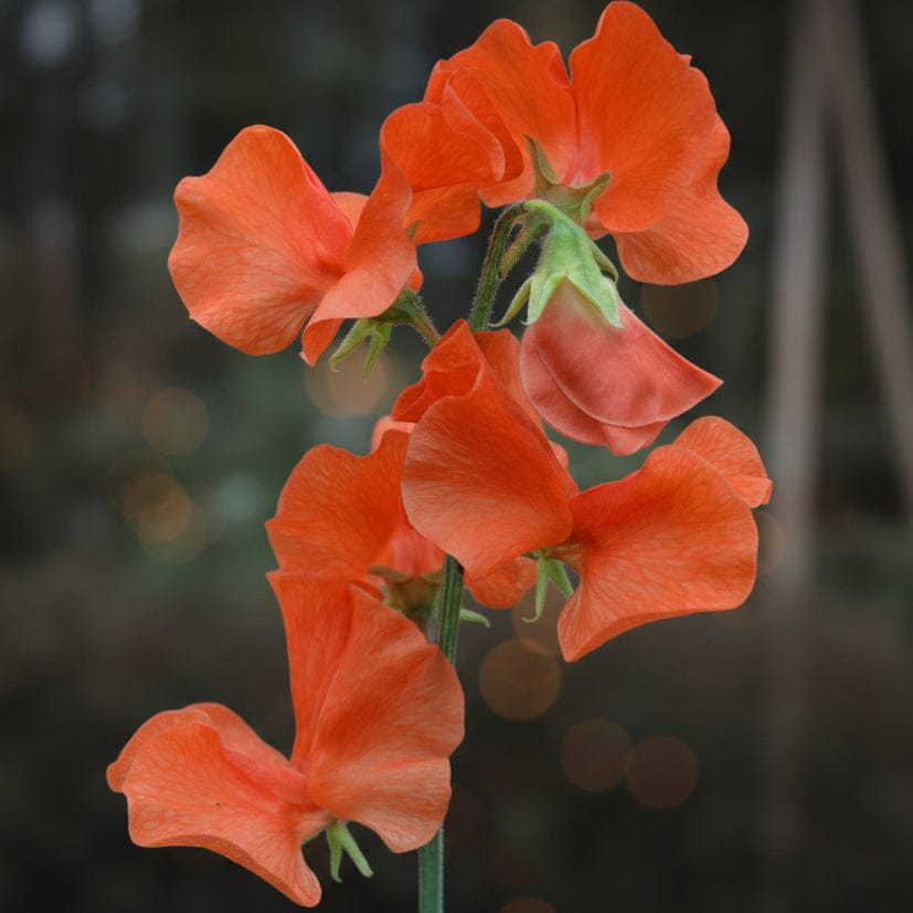 Luktärt ‘Spring Sunshine Orange’ – doftande orange luktärt med långa stjälkar