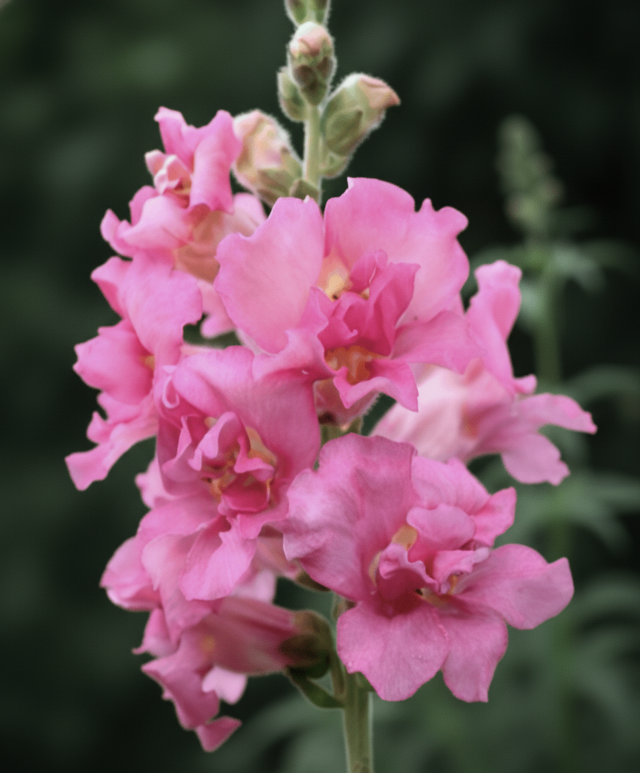 Madame Butterfly Pink - Lejongap Palettparadiset