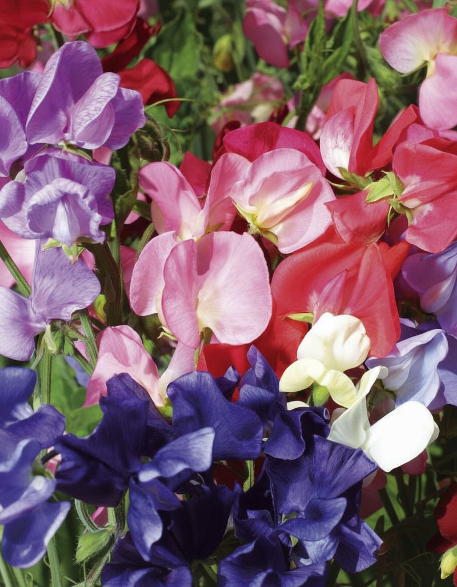 Mammoth Formula Mix - Luktärt Palettparadiset