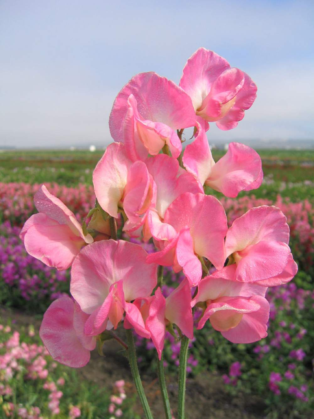 Mammoth Salmon Cream - Luktärt Palettparadiset